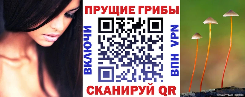 Псилоцибиновые грибы Cubensis  Купить где  Бугуруслан 